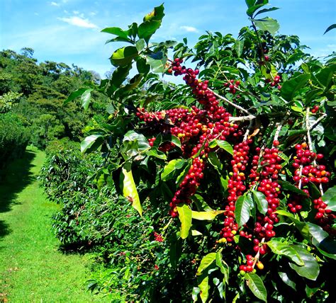 where is coffee grown in columbia